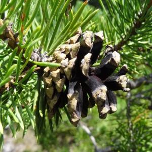 Photographie n°2263264 du taxon Pinus mugo subsp. uncinata (Ramond ex DC.) Domin [1936]