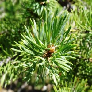 Photographie n°2263265 du taxon Pinus mugo subsp. uncinata (Ramond ex DC.) Domin [1936]