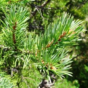Photographie n°2263266 du taxon Pinus mugo subsp. uncinata (Ramond ex DC.) Domin [1936]
