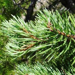 Photographie n°2263267 du taxon Pinus mugo subsp. uncinata (Ramond ex DC.) Domin [1936]