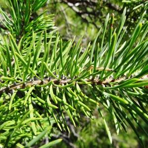 Photographie n°2263268 du taxon Pinus mugo subsp. uncinata (Ramond ex DC.) Domin [1936]