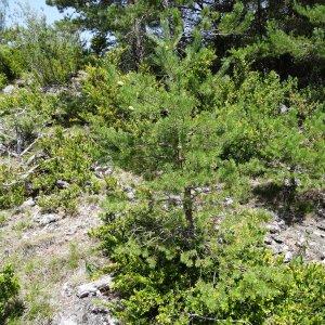 Photographie n°2263271 du taxon Pinus mugo subsp. uncinata (Ramond ex DC.) Domin [1936]