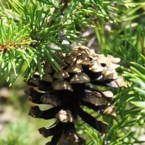 Photographie n°2263272 du taxon Pinus mugo subsp. uncinata (Ramond ex DC.) Domin [1936]