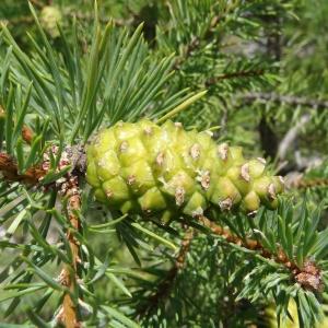 Photographie n°2263273 du taxon Pinus mugo subsp. uncinata (Ramond ex DC.) Domin [1936]