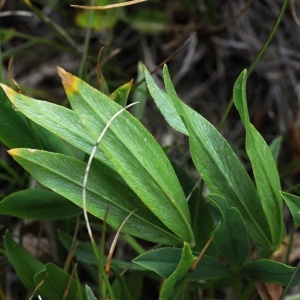 Photographie n°2263290 du taxon Trifolium alpinum L. [1753]