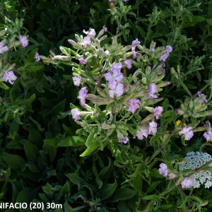  - Silene velutina Pourr. ex Loisel. [1809]