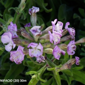  - Silene velutina Pourr. ex Loisel. [1809]