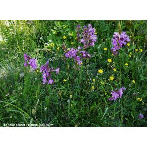 Silene viscaria (L.) Borkh. subsp. viscaria (Silène gluant)