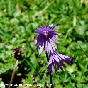 Photographie n°2263422 du taxon Soldanella alpina subsp. alpina 