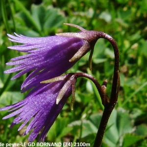 Photographie n°2263423 du taxon Soldanella alpina subsp. alpina 