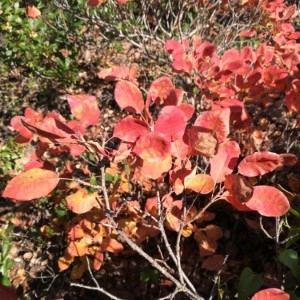 Photographie n°2263467 du taxon Cotinus coggygria Scop. [1771]