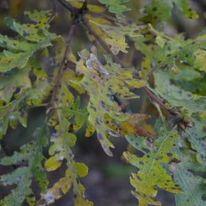 Photographie n°2263476 du taxon Quercus pyrenaica Willd. [1805]