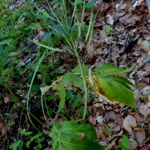 Photographie n°2263555 du taxon Cardamine heptaphylla (Vill.) O.E.Schulz [1903]