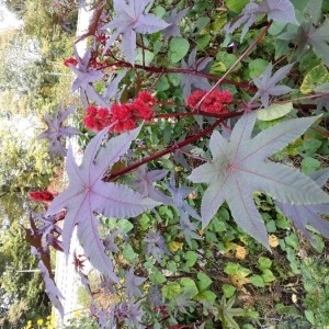 Photographie n°2263607 du taxon Ricinus communis L. [1753]