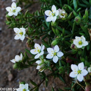 Photographie n°2263609 du taxon Spergula macrorrhiza (Loisel.) B.Bock & J.M.Tison [2013]