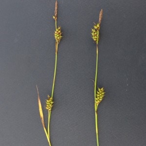 Photographie n°2263614 du taxon Carex hostiana DC. [1813]