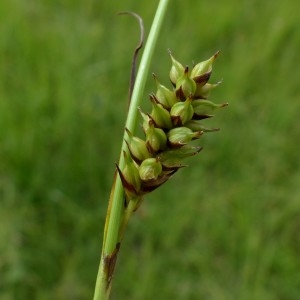 Photographie n°2263615 du taxon Carex hostiana DC. [1813]