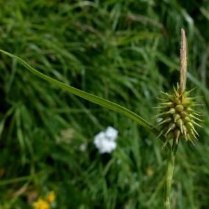Photographie n°2263618 du taxon Carex lepidocarpa Tausch [1834]
