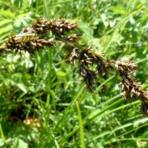 Photographie n°2263621 du taxon Carex paniculata L. [1755]