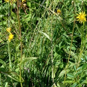 Photographie n°2263622 du taxon Crepis paludosa (L.) Moench [1794]