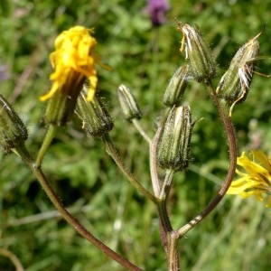 Photographie n°2263625 du taxon Crepis paludosa (L.) Moench [1794]