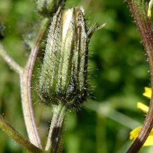 Photographie n°2263626 du taxon Crepis paludosa (L.) Moench [1794]