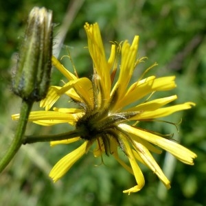 Photographie n°2263627 du taxon Crepis paludosa (L.) Moench [1794]