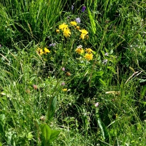 Photographie n°2263628 du taxon Crepis paludosa (L.) Moench [1794]