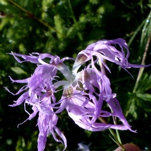 Photographie n°2263648 du taxon Dianthus superbus L. [1755]