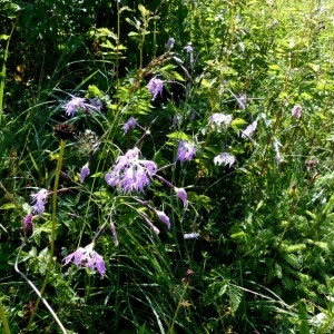 Photographie n°2263651 du taxon Dianthus superbus L. [1755]