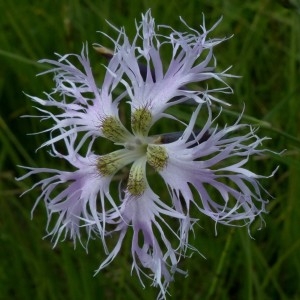 Photographie n°2263656 du taxon Dianthus superbus L. [1755]