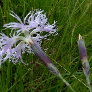 Photographie n°2263657 du taxon Dianthus superbus L. [1755]