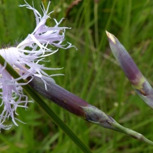 Photographie n°2263658 du taxon Dianthus superbus L. [1755]