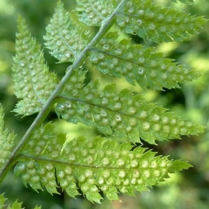 Photographie n°2263664 du taxon Dryopteris carthusiana (Vill.) H.P.Fuchs [1959]