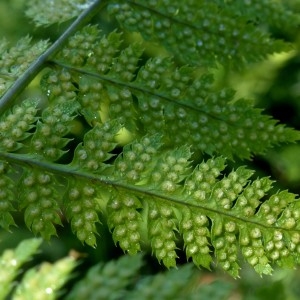 Photographie n°2263665 du taxon Dryopteris carthusiana (Vill.) H.P.Fuchs [1959]