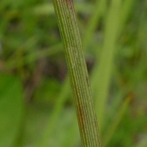 Photographie n°2263682 du taxon Eriophorum angustifolium Honck. [1782]