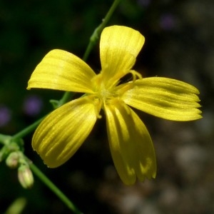 Photographie n°2263712 du taxon Mycelis muralis (L.) Dumort. [1827]