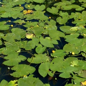 Photographie n°2263733 du taxon Nuphar lutea (L.) Sm. [1809]