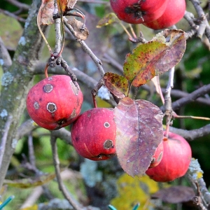 Photographie n°2263826 du taxon Malus domestica Borkh. [1803]