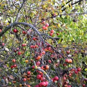 Photographie n°2263828 du taxon Malus domestica Borkh. [1803]