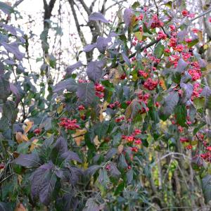 Photographie n°2263867 du taxon Euonymus europaeus L. [1753]