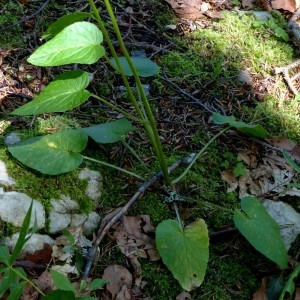 Photographie n°2263900 du taxon Phyteuma spicatum L. [1753]