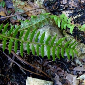 Photographie n°2263901 du taxon Polystichum aculeatum (L.) Roth [1799]