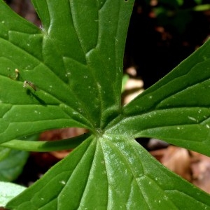 Photographie n°2263903 du taxon Ranunculus platanifolius L. [1767]