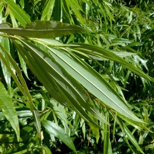 Photographie n°2263910 du taxon Salix viminalis L. [1753]