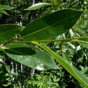 Photographie n°2263918 du taxon Salix pentandra L. [1753]