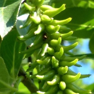 Photographie n°2263920 du taxon Salix pentandra L. [1753]