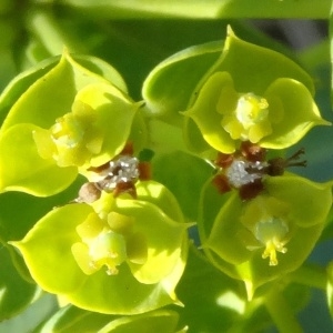 Photographie n°2264015 du taxon Euphorbia seguieriana Neck. [1770]