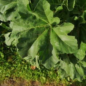 Photographie n°2264034 du taxon Malva arborea (L.) Webb & Berthel. [1837]