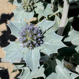 Photographie n°2264066 du taxon Eryngium maritimum L. [1753]